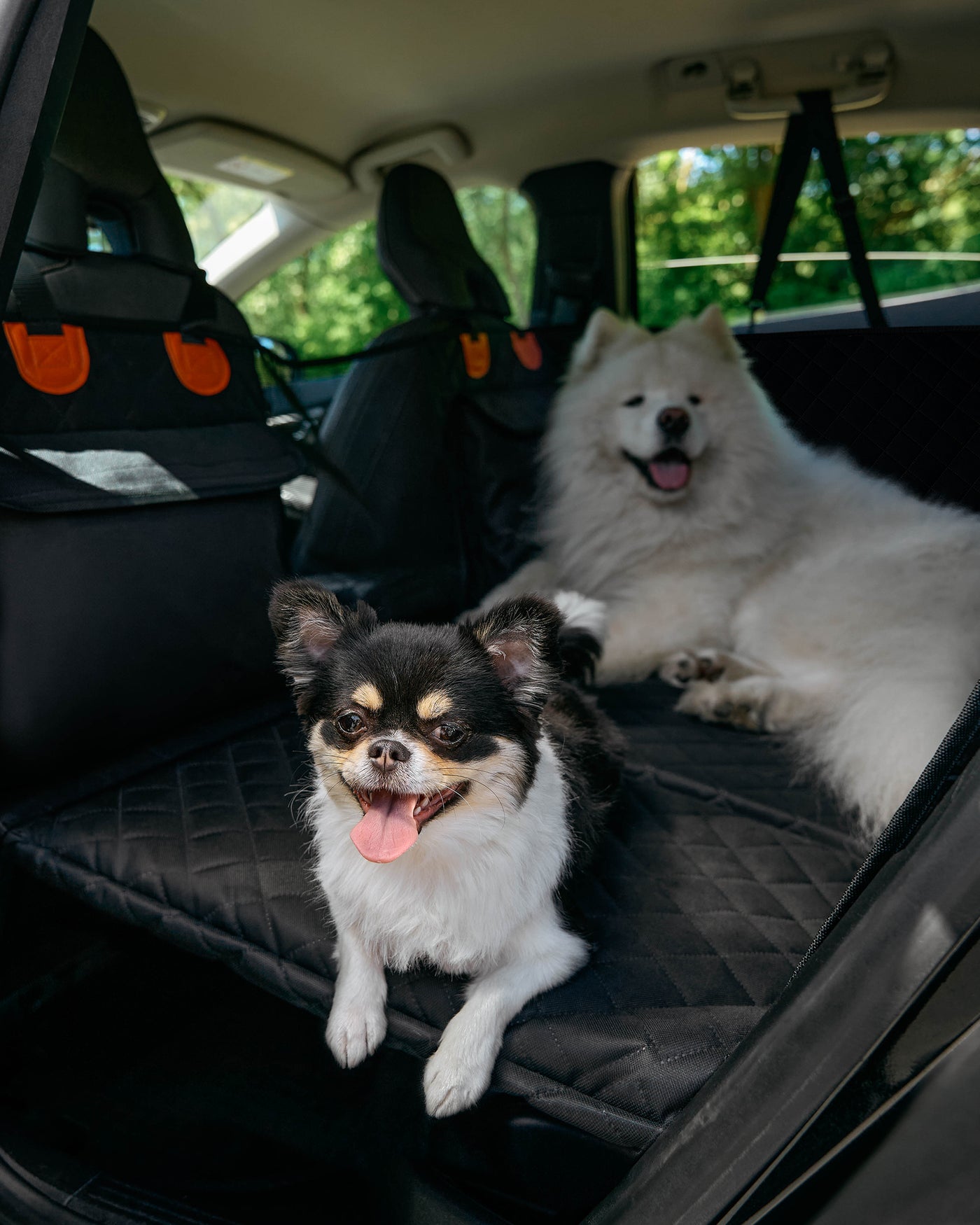 Pet Lounge