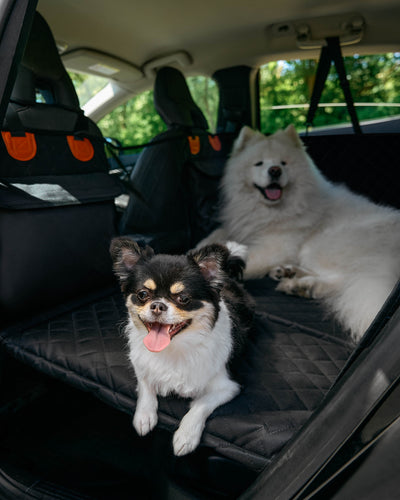Pet Lounge